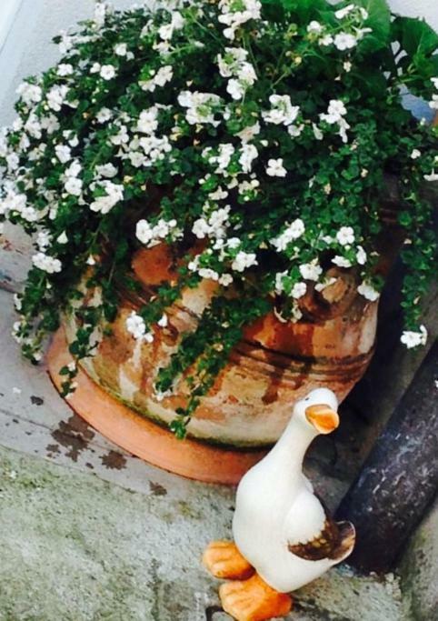 شقة Papere E Tulipani فيتشنزا المظهر الخارجي الصورة